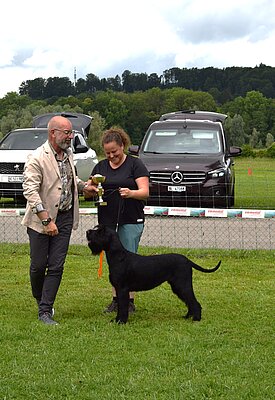 Quiz wird beste Hündin und Clubsieger Riesenschnauzer Hündin schwarz